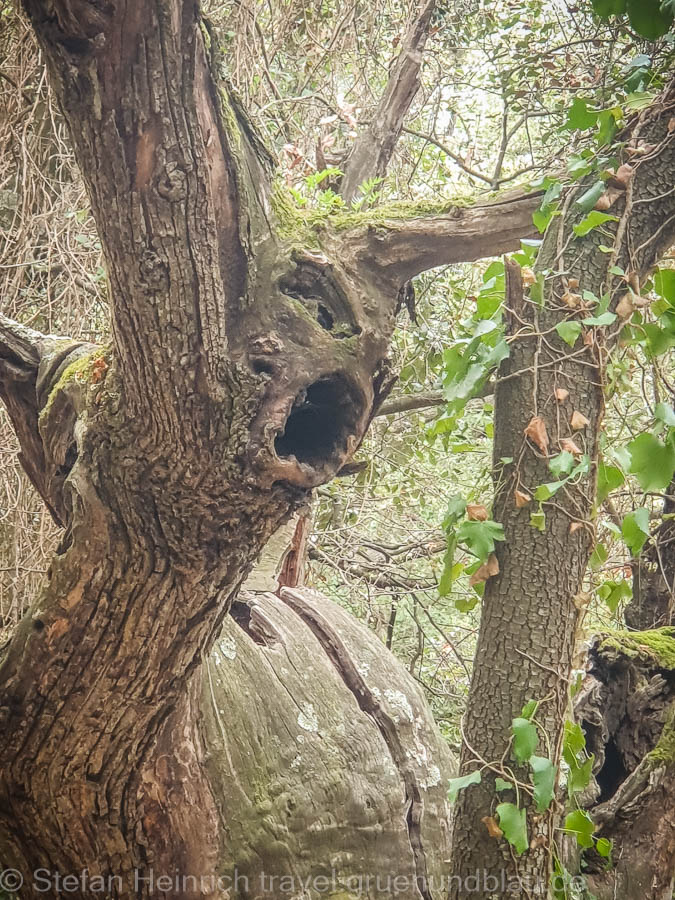 Baum mit Gesicht