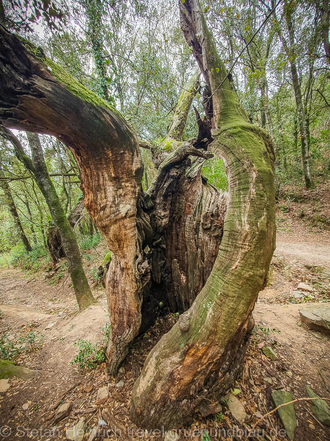 hohler Baum