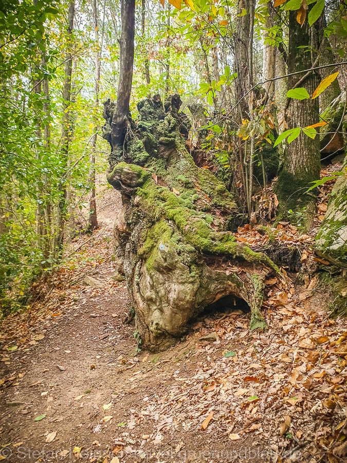 Baum am Wegrand am Ter