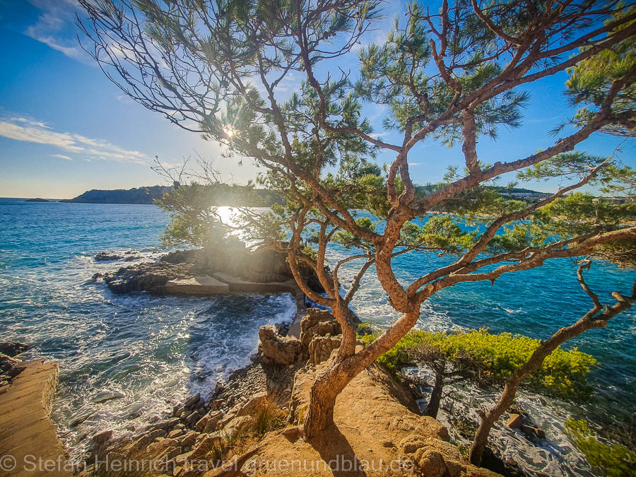 Baum am Strand