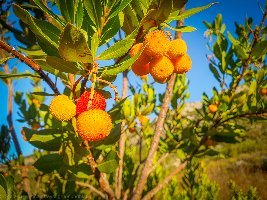 Ich klugscheiße mal: Ein westlicher Erdbeerbaum ist das! Immerhin hab ich die App 