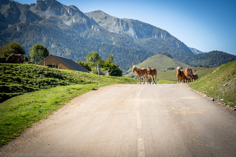 Pferde auf der Straße