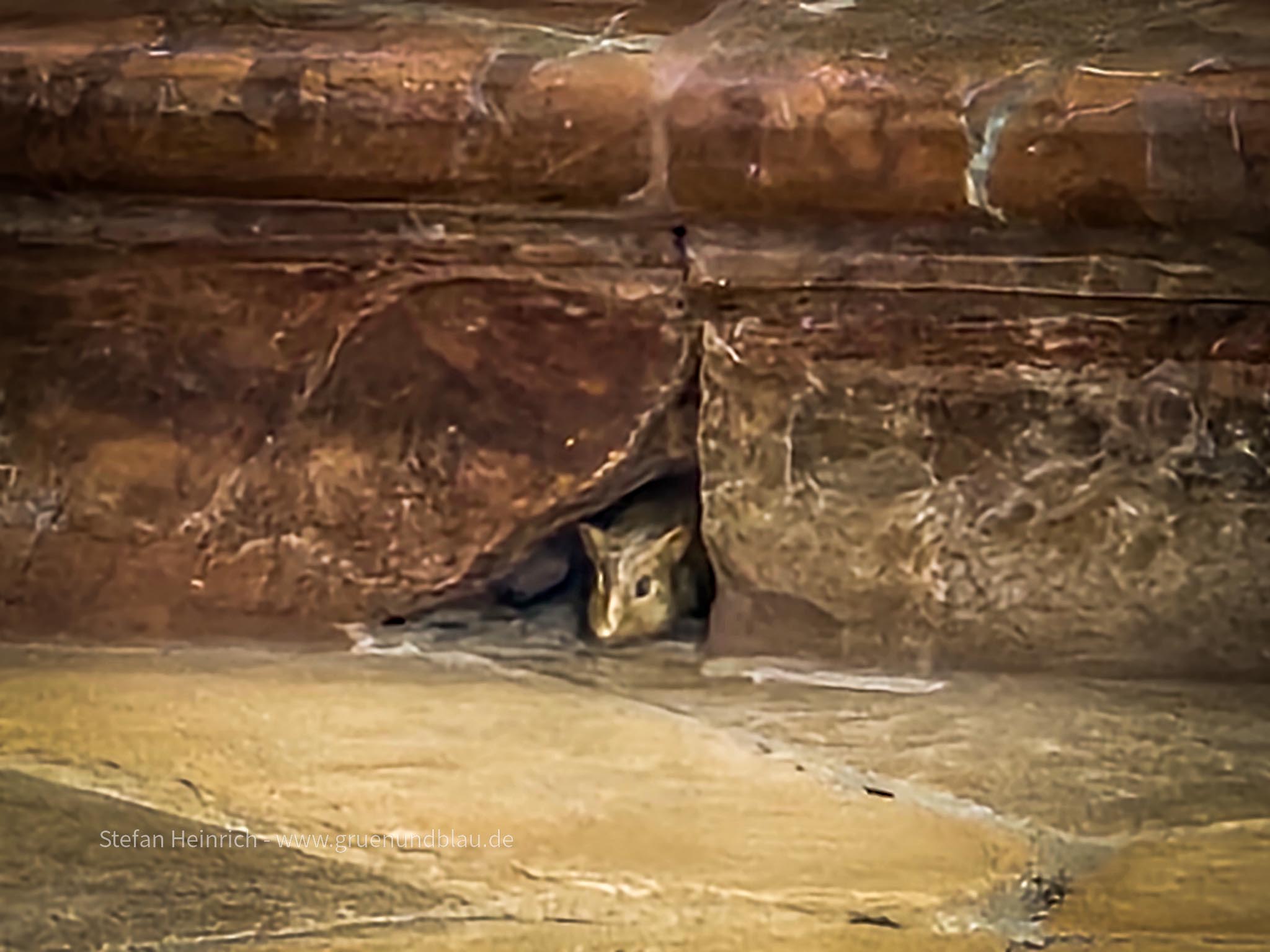 Die Maus vom Kloster Andechs