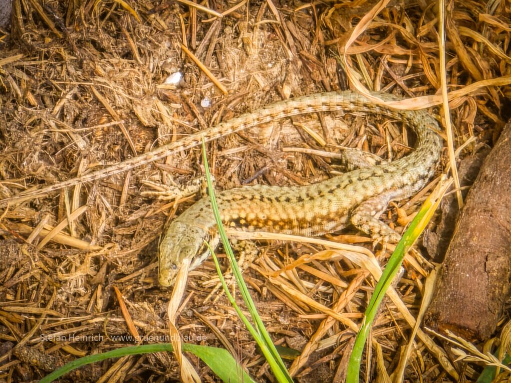 Die weiße Dame von Ancenis