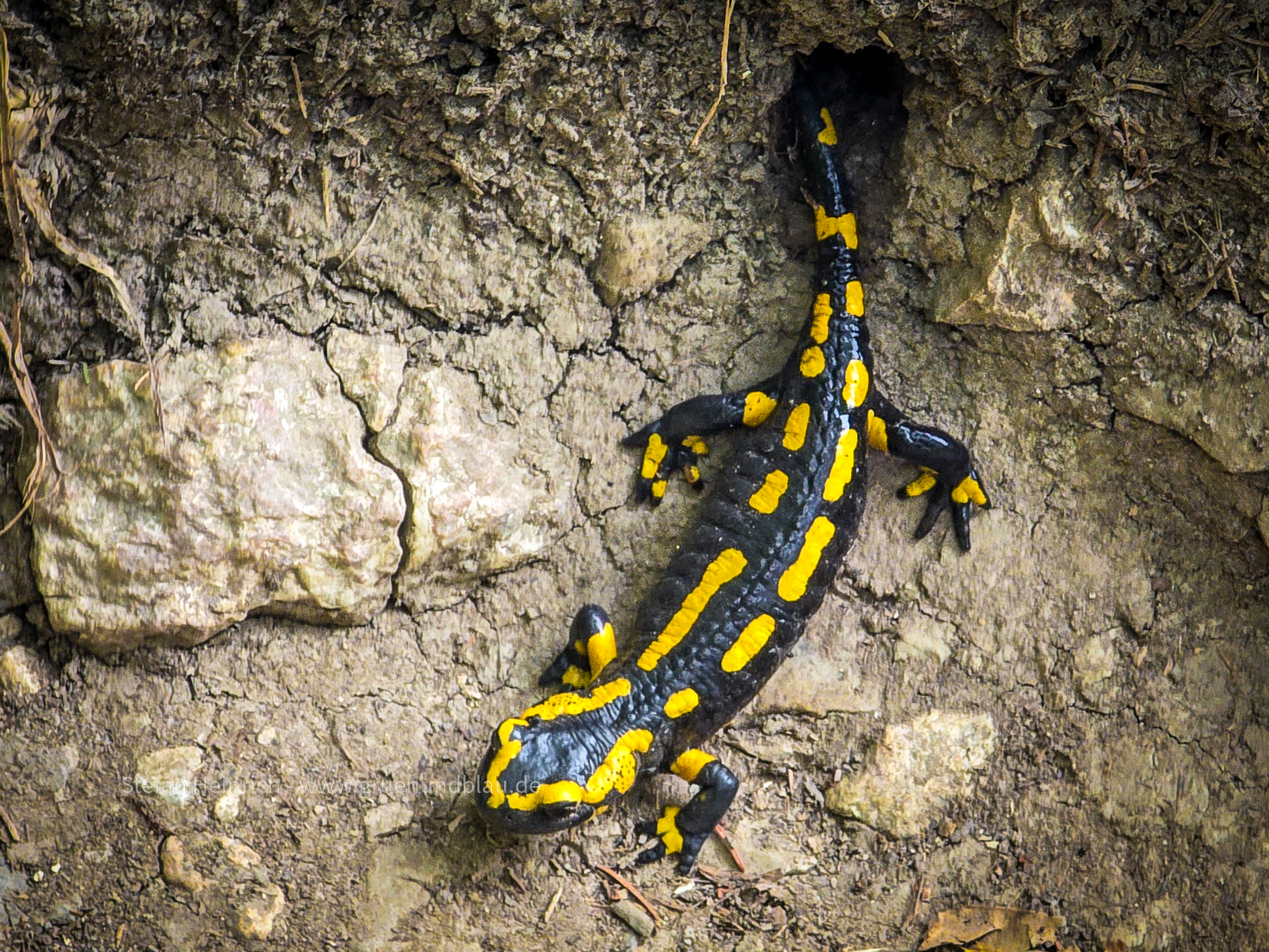 Feuersalamander in der Wutachschlucht